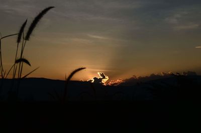 Silhouette plants on field against sky at sunset