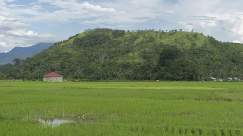 Scenic view of green field against sky