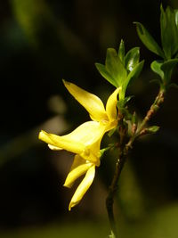 Close-up of insect on plant