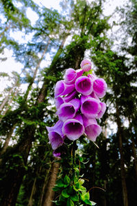 Close-up of pink flowering plant against trees