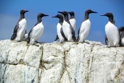 Group of birds in the background