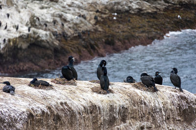 Birds perching on rock in sea