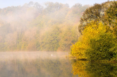 Scenic view of tree