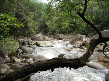 Scenic view of waterfall in forest