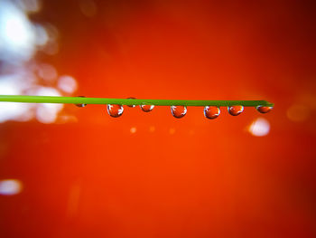 Water drops on grass stalk on red background