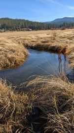 Scenic view of field by lake against sky