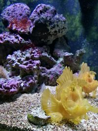 Close-up of coral in sea