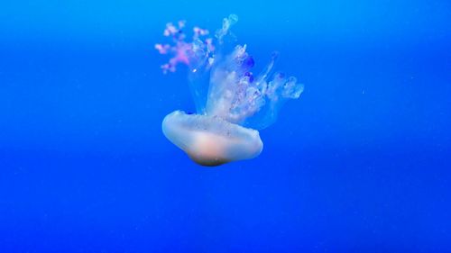 Close-up of jellyfish in water