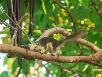 Squirrel on tree branch