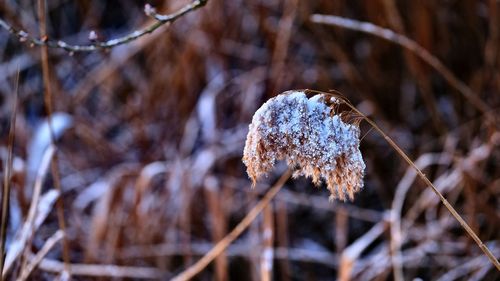 Close-up of frozen plant