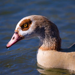 Close-up of duck swimming in lake