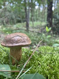 Close-up of mushroom growing on field