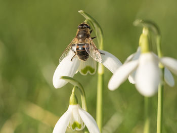 Close-up of insect on plant