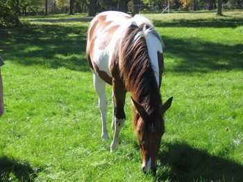 Horse grazing on field