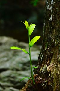 Close-up of plant growing on tree trunk