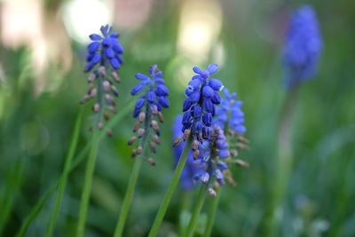 Close-up of blue grape hyacinths blooming in park