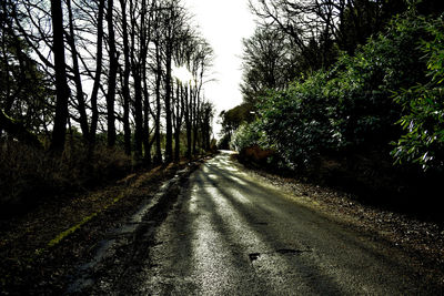 Empty road along trees