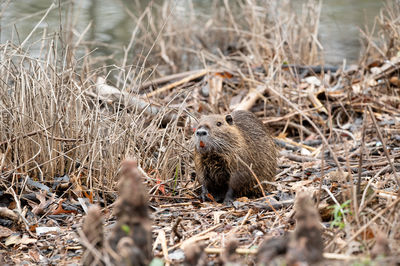 Close-up of squirrel