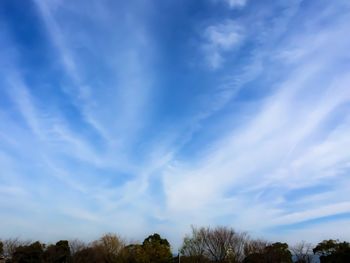 Low angle view of trees against blue sky