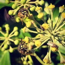 Close-up of bee on flower