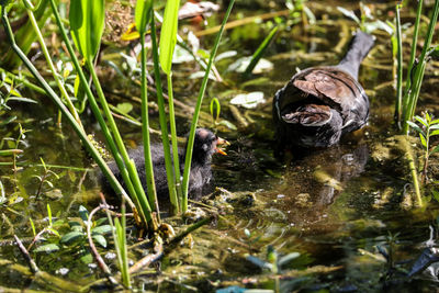 Scruffy baby common gallinule gallinula chloropus chick searches for food in a marsh in naples