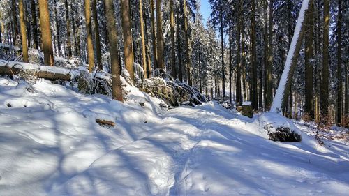 Trees on snow covered landscape