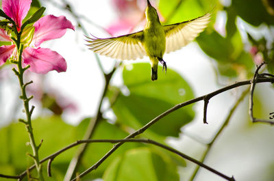 Close-up of butterfly on flower tree
