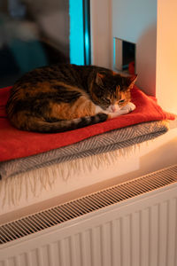 Domestic cat basking on windowsill in cold winter weather enjoying hot air coming from radiator