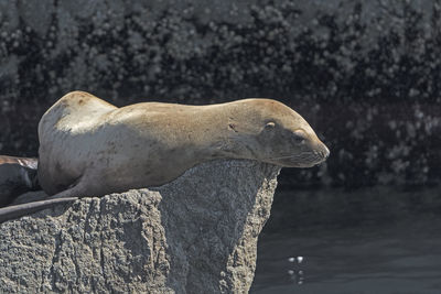 Stellar sea lion on a rock in kenai fjords national park in alaska