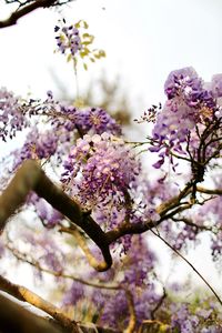 Low angle view of cherry blossoms in spring