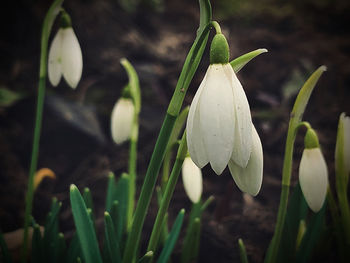 Close-up of white flowering plants on field