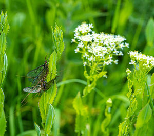 Close-up of insect on flower