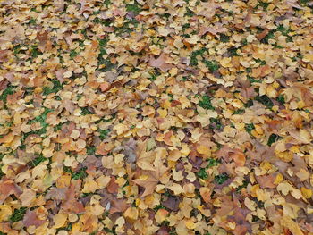 Full frame shot of autumnal leaves