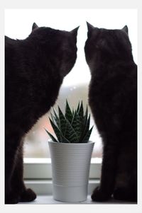 Close-up of cat on window sill