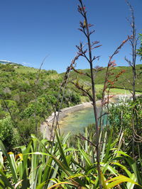Plants growing on land against sky