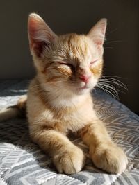 Close-up of cat resting on bed