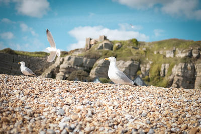 View of birds on landscape against sky