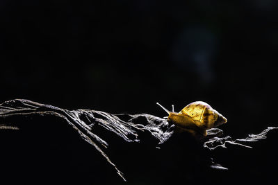 Close-up of snail on wood