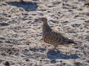 Close-up of francolin bird on sand, etosha national park, namibia