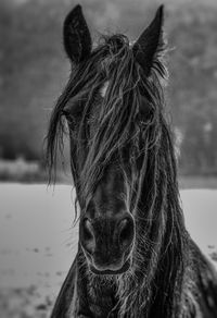 Close-up of a horse