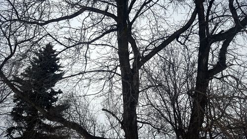 Low angle view of trees against sky