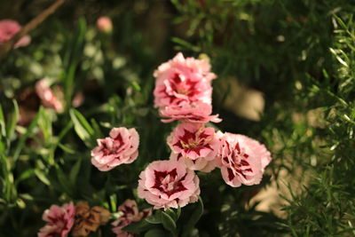 Close-up of pink carnations flowering plant