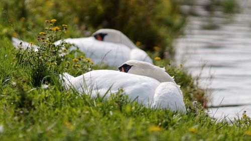 White swans sleeping at riverside