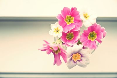 Close-up of pink flowers