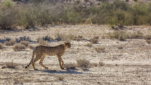 View of a cat on land