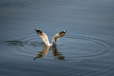 High angle view of bird flying over lake