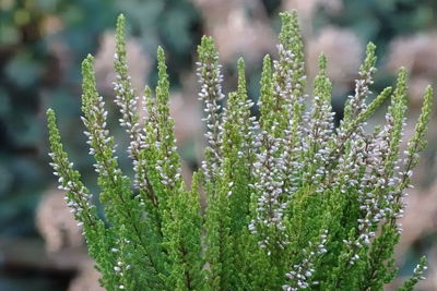 Close-up of flower buds