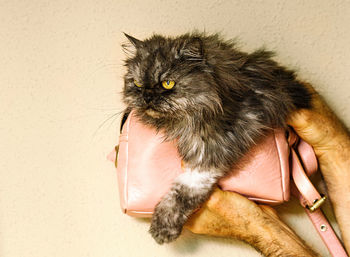 Persian cat inside small pink bag ii