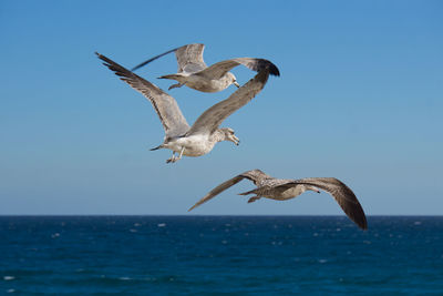 Bird flying over sea against clear sky