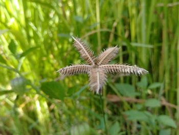 Close-up of butterfly on a land